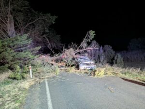 Tree falls on car, passengers uninjured