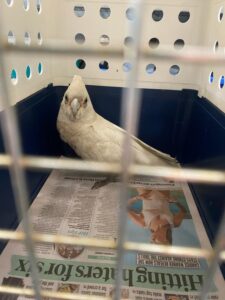 Corellas safely return to the wild