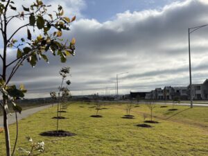 Trees a must for growing areas