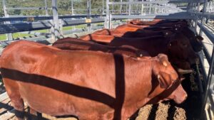 Labor’s beef trade decision with USA needs independent review