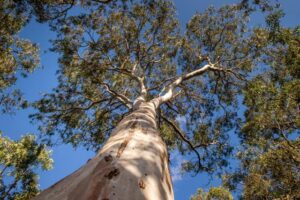 Efforts to restore Coomoora woodland