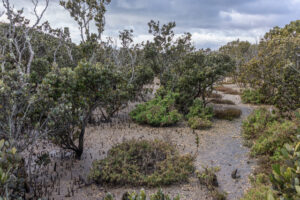 $900,000 new project to restore Western Port wetlands