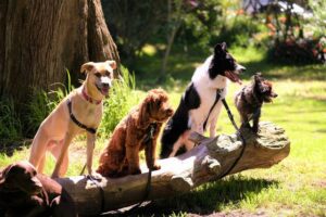Renewed focus on dog attack response