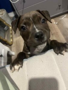 Push to spare puppy Milly