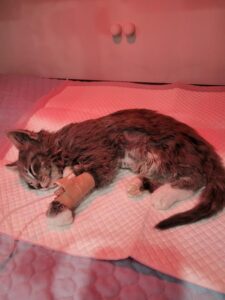 UPDATE: Insurer offers ‘resolution’ for vet bill