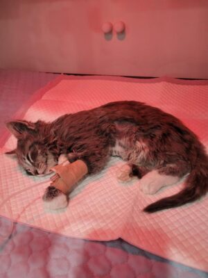 UPDATE: Single mum struggles as insurer denies vet bill