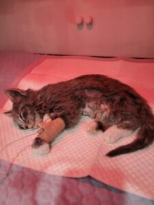 Single mum struggles as insurer denies vet bill for sick kitten