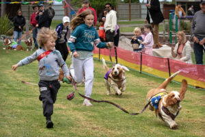 Tails wagging for basset hound racing