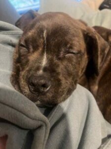 Update on Milly the puppy