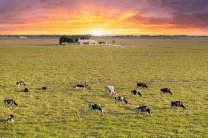 Landscaping for Larger Properties: 8 Key Considerations To Make