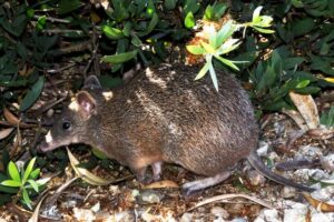 $200k court‑ordered project to boost bandicoot habitat in Cranbourne