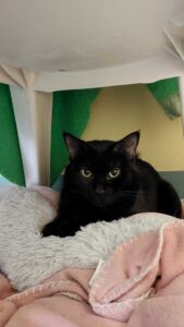 Shy stray cat finds forever home in adoption drive